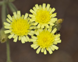 flor amarilla compuesta