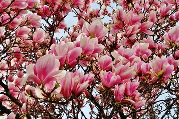Blühender Magnolienbaum