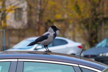 Crow bird sitting on the roof of a car