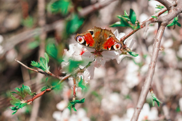 Admiral from the Family Nymphalidae, butterfly in spring, Stara Zagora, Bulgaria