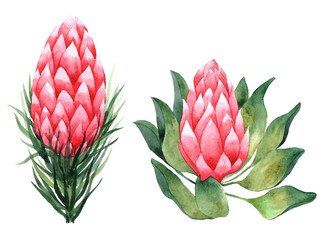 Watercolor set of protea. Hand drawn illustration. Isolated on white background.