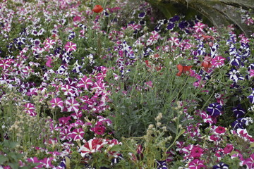 Beautiful Flowers in the garden