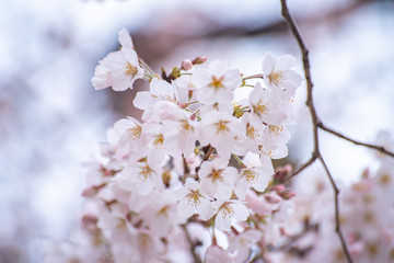 Naklejka premium Cherry blossoms in full bloom Ueno Park