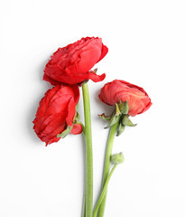 Obraz premium Piękne kwiaty Jaskier na białym tle, widok z góry