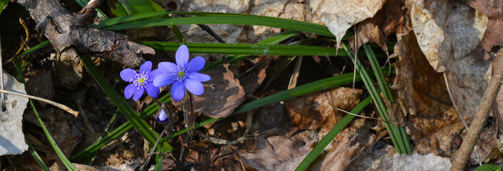 flowers in garden