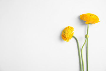 Beautiful ranunculus flowers on white background, top view