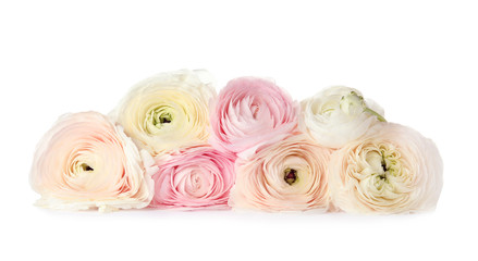 Beautiful spring ranunculus flowers isolated on white