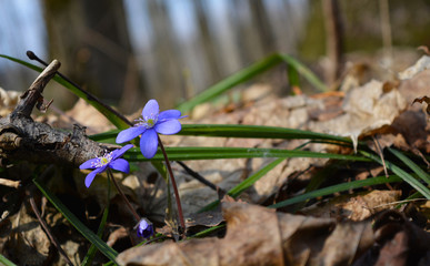 blue flowers on a green background