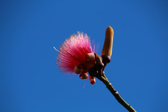 Rasierpinselbaum -Bl&uuml;te                     