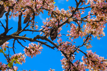 Colorful close up of a judas tree blossom branch in front of a blue sky summer day