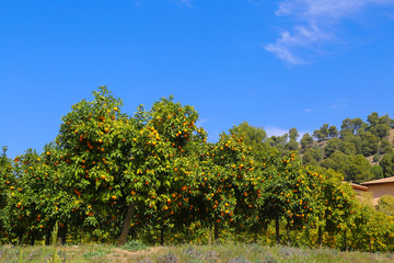 Fototapeta na wymiar landscape with orange trees plantage and blue sky