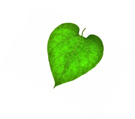 The leaf of a young sunflower is iridescent in shades of green and light green. this is a beautiful natural pattern