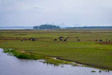 Fototapeta na wymiar Herd of water buffalos in the water