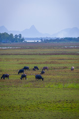 Herd of water buffalos in the water