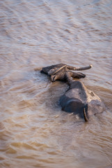 Water buffalo in the muddy water