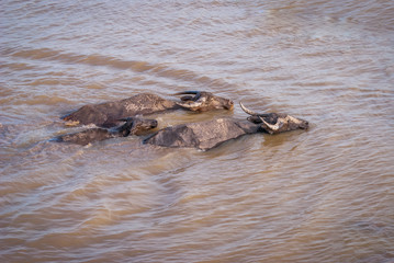 Fototapeta premium Water buffalo in the muddy water