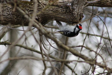 Downy Woodpecker eating on a tree branch