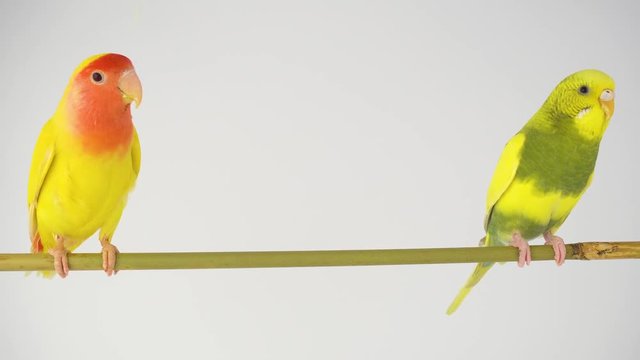 Two yellow parrots on a white background
