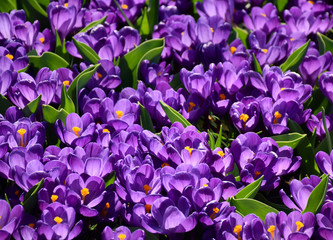Crocuses in the garden, Netherlands