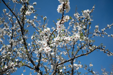 Spring mood: white  blossoms on the tree and blue sky background
