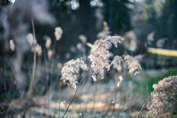 Dry common reed in germany