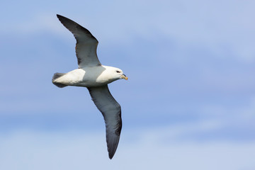 One Fulmar glide on the wind along a cliff on Shetland Islands