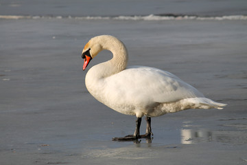 Adult white mute swan (Cygnus olor) standing on ice in early spring, Belarus