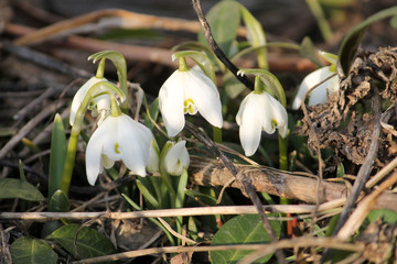 Common snowdrop or Galanthus nivalis (cultivar Flore Pleno) with white flowers on flowerbed