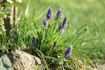 beautiful hyacinth in the meadow with soft background