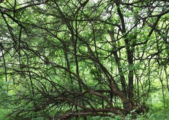 Fototapeta premium SPIDER WEB OF TREE LIMBS