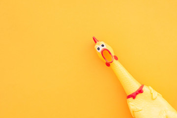 Squawking chicken or squeaky toy are shouting and copy space yellow background. Chicken shouting...