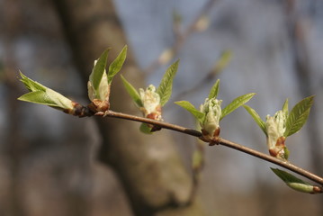 Close-Up Photo Of Spring Young Fresh Leaves On Tree Branches With Buds 