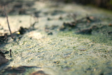 green dirty water from the sewer