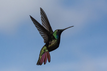 Fototapeta premium Natureza