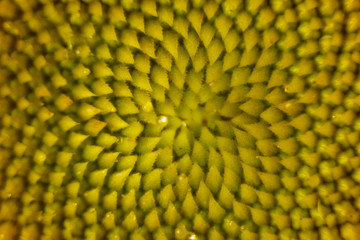 beautiful warm pollen yellow flowers of an unripe sunflower close-up, top view, summer, background for a postcard. macro photo