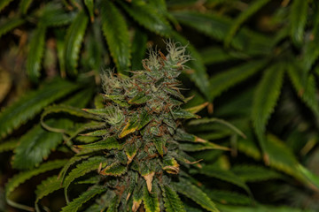 Color Afghan kush special variety of marijuana flower aged blooms before harvest