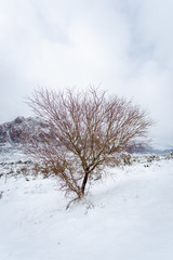 SNOWY DESERT MOUNTAINS