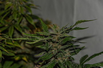 Green Bubba kush variety of marijuana flower aged blooms before harvest