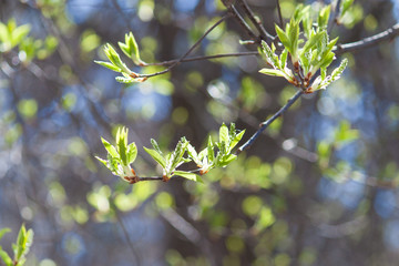 Young green leaves on bush and tree. Early fresh spring background.