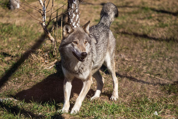 Portrait of beautiful wolf standing outside. Horizontal color photography.