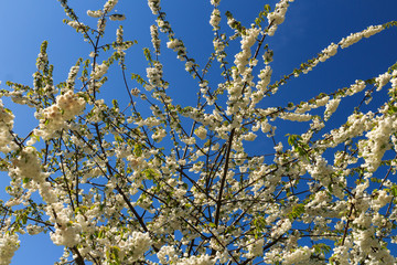 white flowers in spring