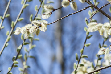 Willow flowers pussy branches, soft early spring background.