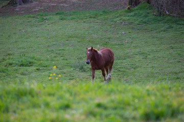 Cheval prairie