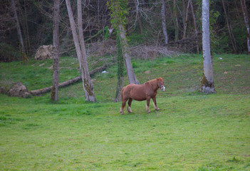 Cheval au Pays Basque
