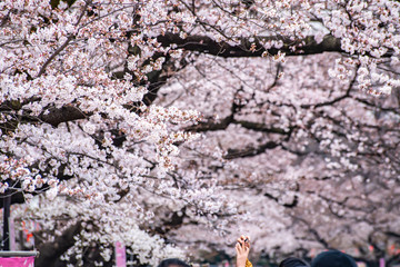 Cherry blossoms in full bloom Ueno Park
