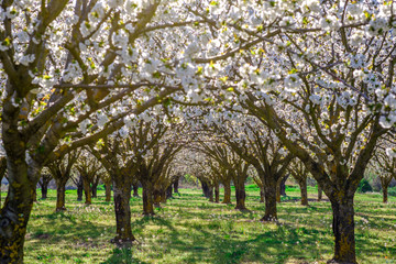 Les cerisiers en fleurs au printemps. Provence, Luberon. France.	