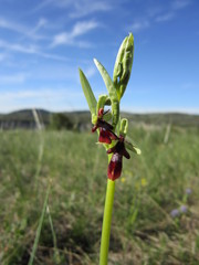 orchidées sauvages