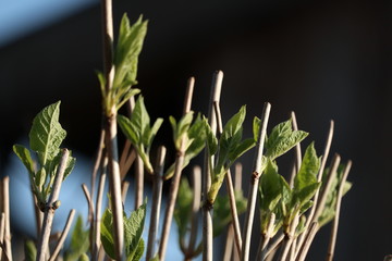 Junge Blätter der Hortensie Hydrangea im Frühlung