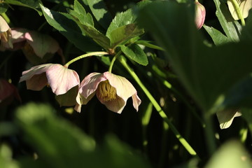 Blüte der Christrose Helleborus