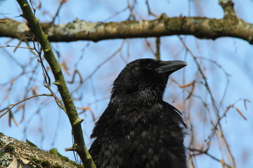 krähe